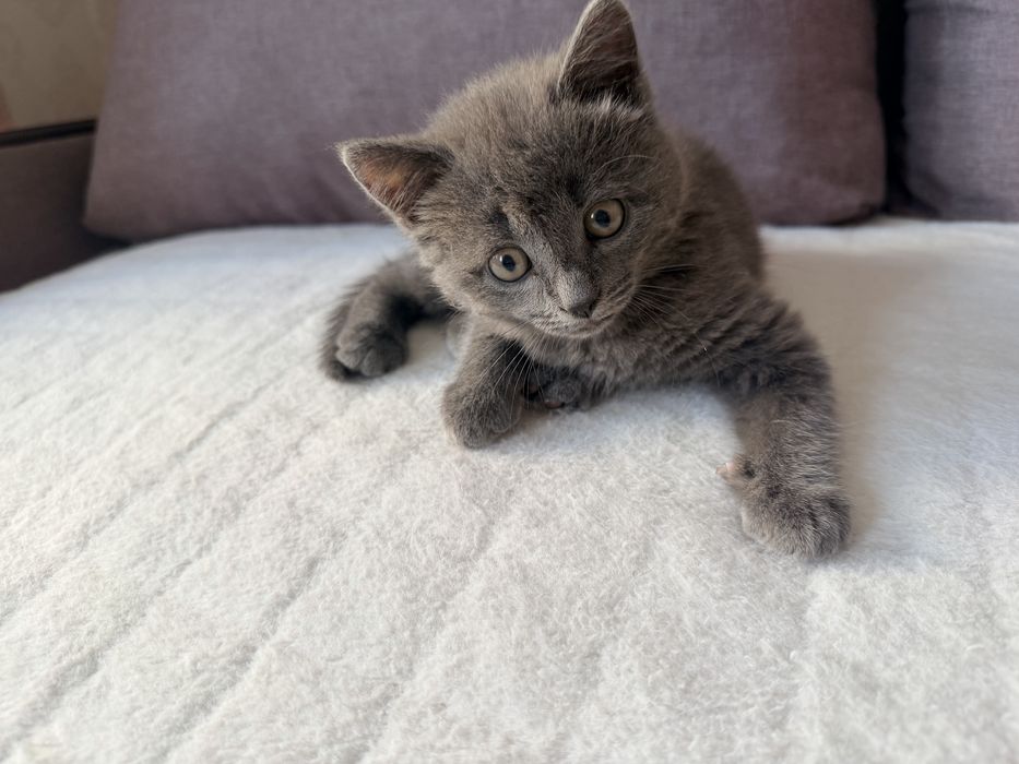Продам Британского котенка