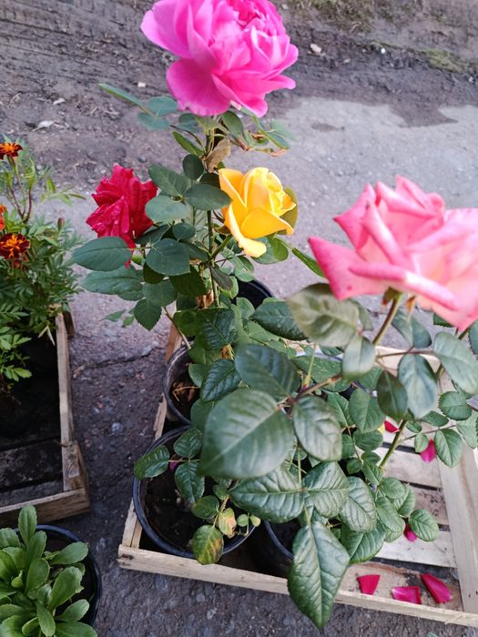 Цветы садовые в ассортименте