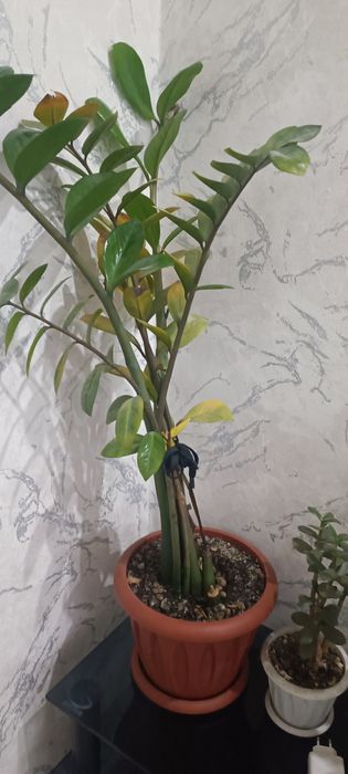 Продам комнатное растения.