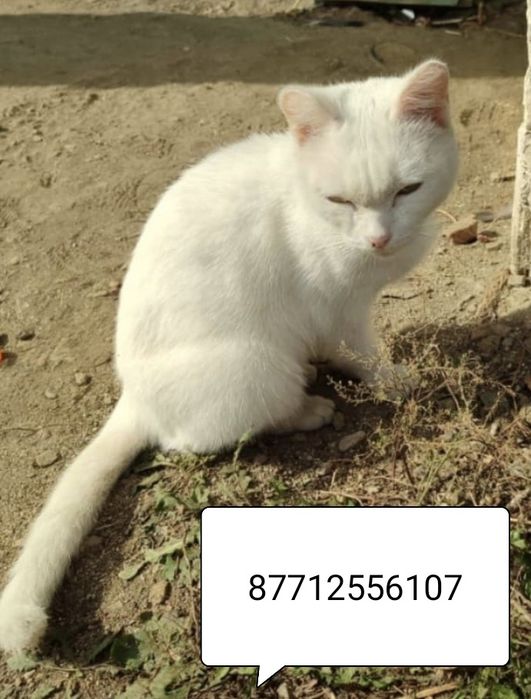 Кошечка,2 года в добрые руки