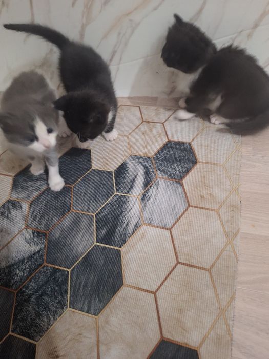 Отдам котят в доброй руки