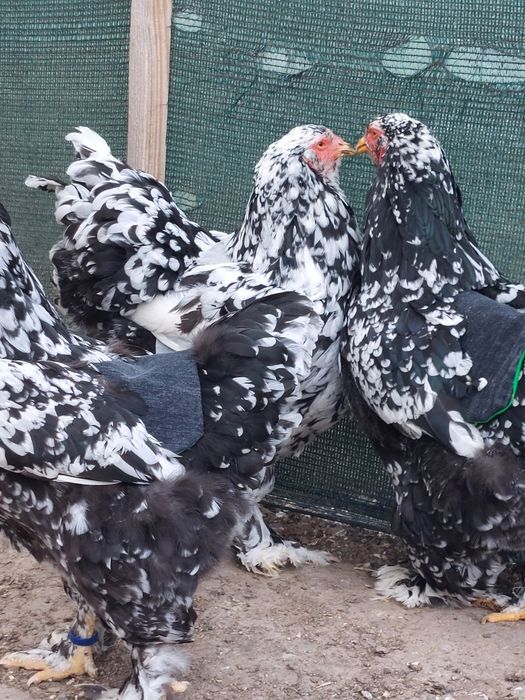 Разплодни яйца от