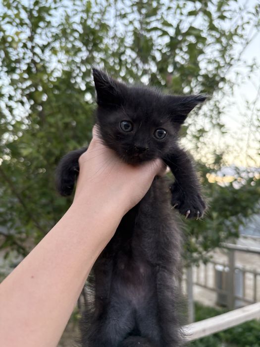 Отдам котов бесплатно