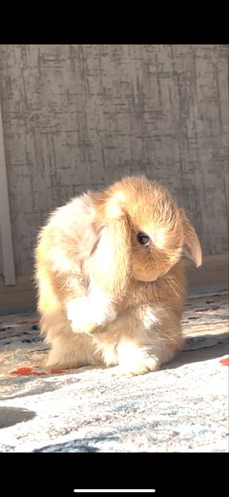 Декоративный кролик продается