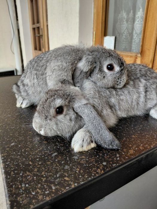 Французский карлик баран 7 ойлик