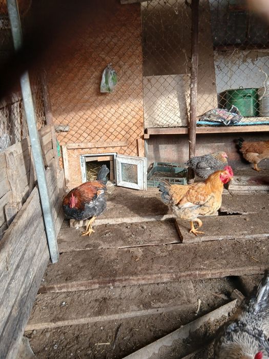 Продается петухи