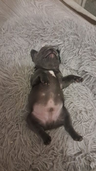 Французский бульдог девочка голубого окраса