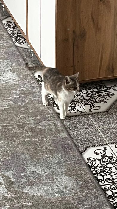 Котенок бесплатно мальчик