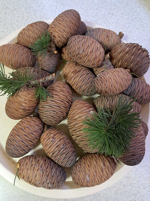 Рядко срещани, плътни шишарки, за декорация