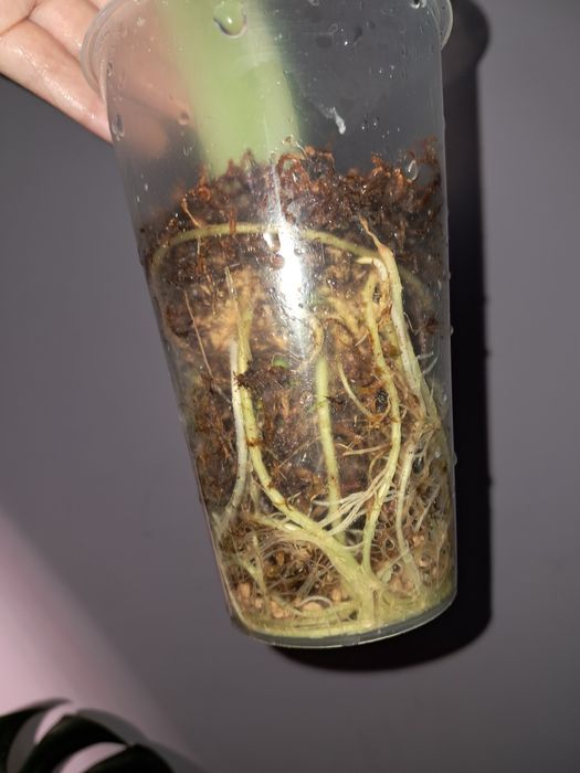 Алоказия.           .