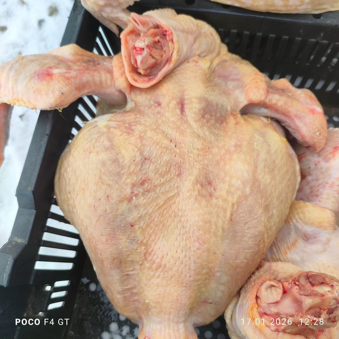 Бройлер мясо птицы тушки құс