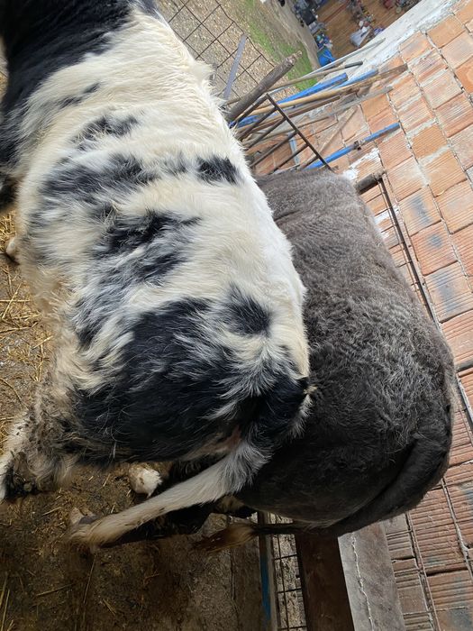 Vitei rasa albastru belgian