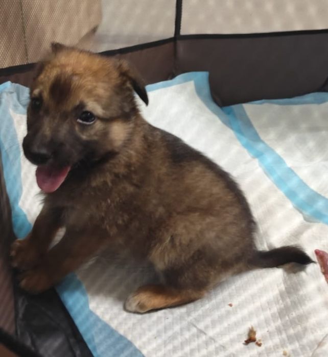 Шикарный  мальчик 1.5 месяца