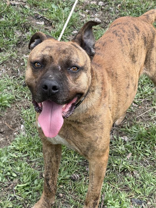 Стаффордширский терьер