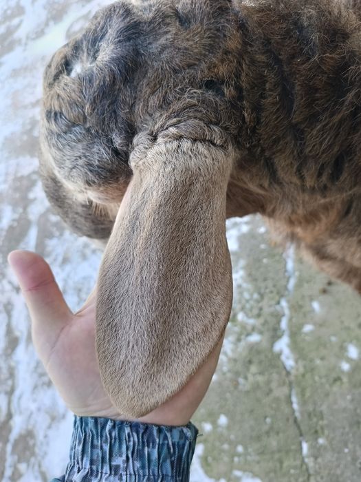 Қошқар 9 айлық  сатылады