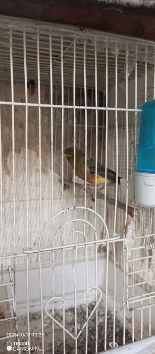 Kanareyka bar 9 oyli