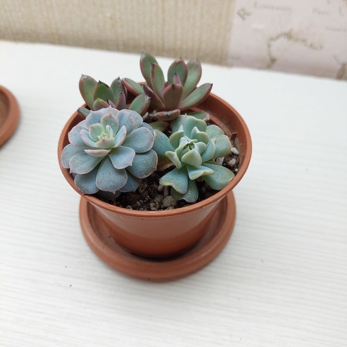 Цветы суккуленты