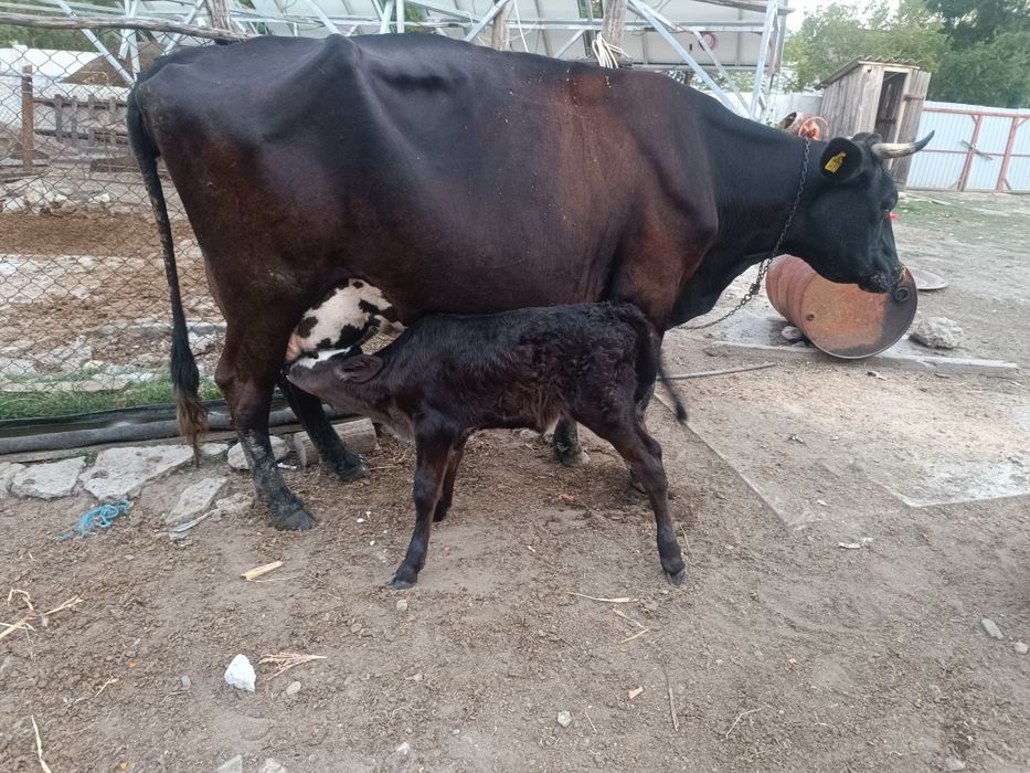 Vând vaca Holstein cu vițelușă