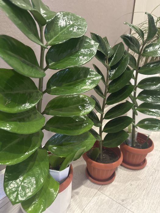 Комнатные цветы хлорофитум,женское счастье,