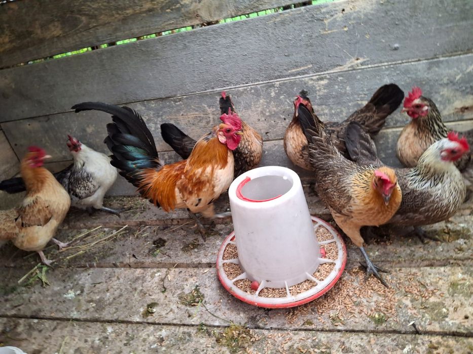 Продам карликовых курей