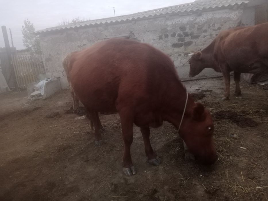 Семіз сиыр сатылады