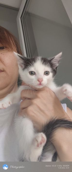 Девочка котенок возраст 1м