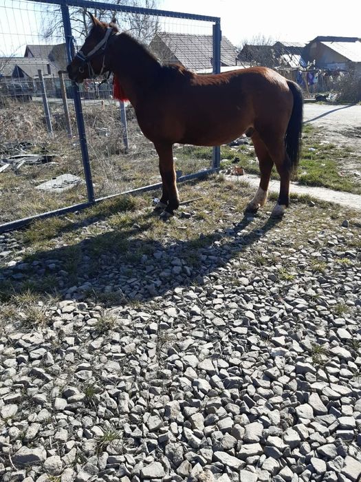 De vânzare cal bun de ham de 7 anj