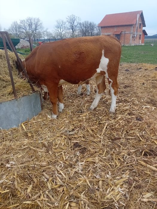 Vand juninca gestanta cu taur aubrac, vârstă doi ani