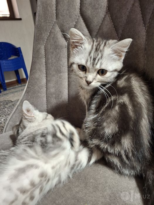 Продаю котят британские длиношерстки