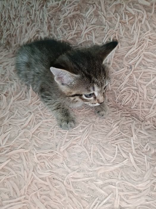 Отдам котят в хорошие руки