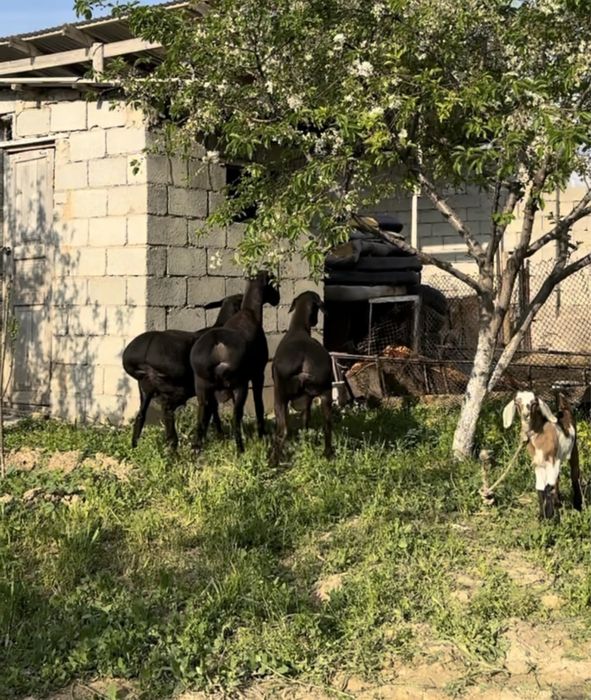 10 айлык таза канды гисар