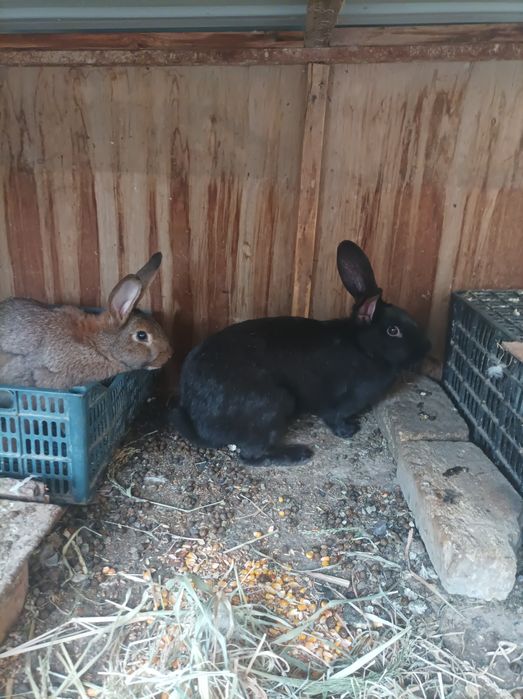 Quyonlar sotiladi sog'lom