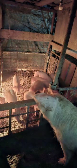 Прасета за угояване