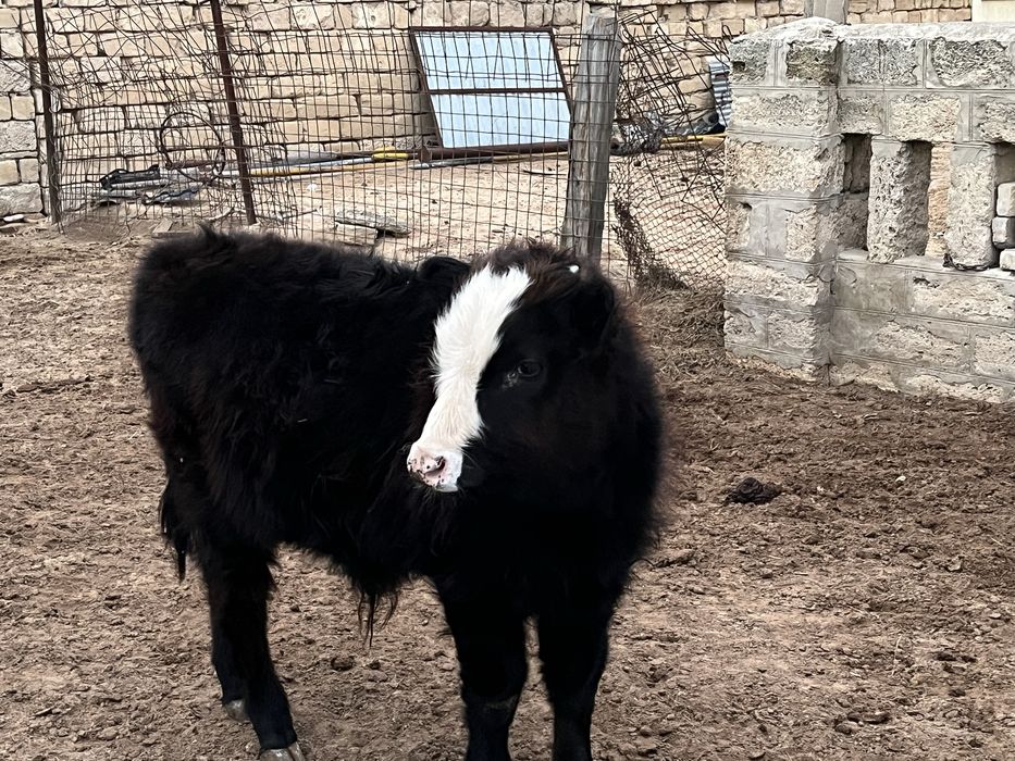 Баспақ сатылады жемде еміп тұрған