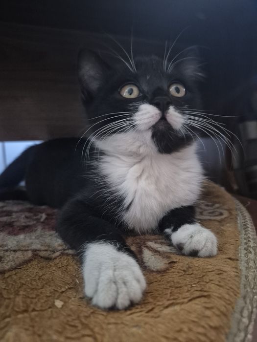 Отдам бесплатно котёнка