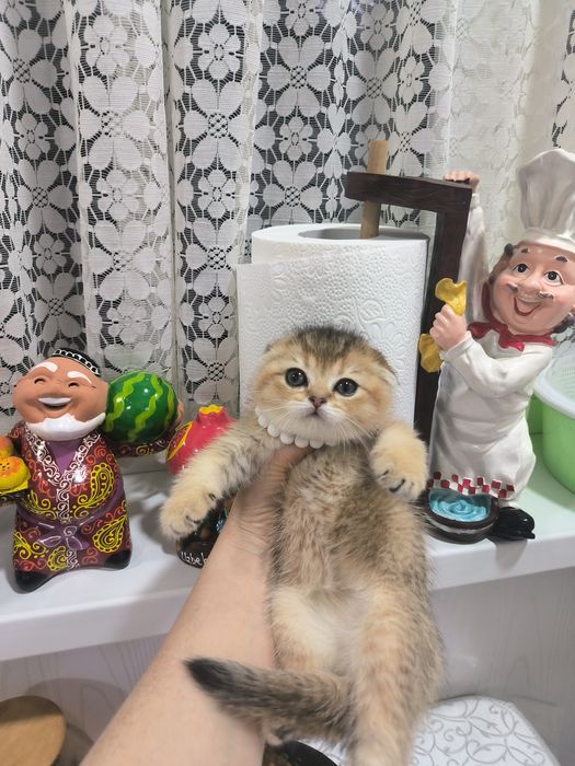 Котята от правильной вязки