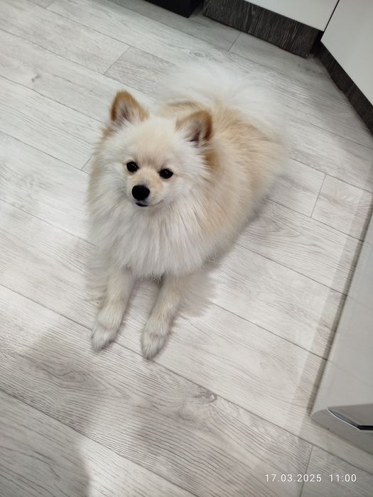 Немецкий Шпиц на вязку. Мальчик