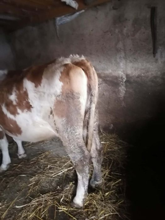 Vând vacă.         .