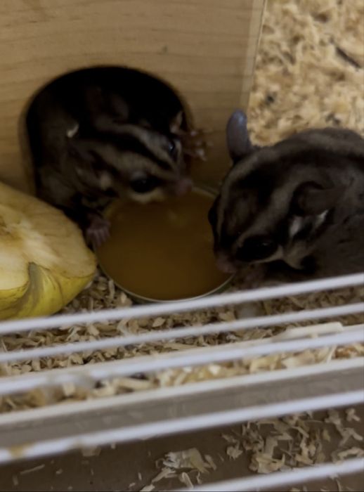 Veverita zburatoare - Sugar Glider + cușca si acceso