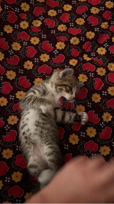 Котенок бесплатно в добрые руки