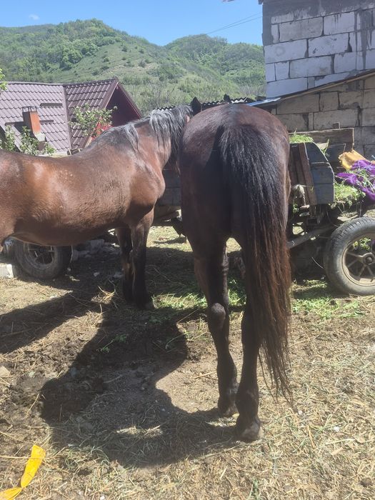 2 cai buni de vanzare