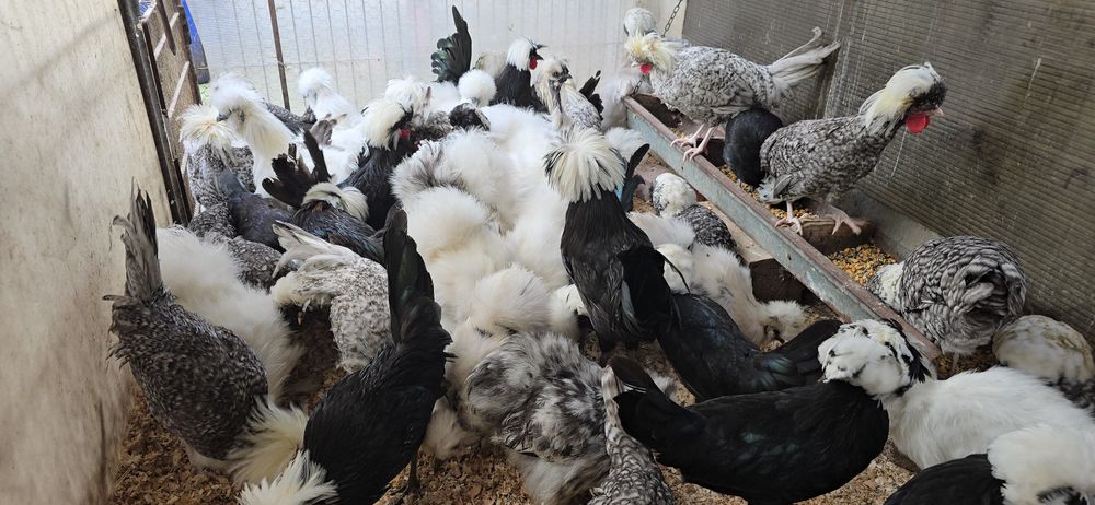 Motata olandeza și matase japoneză