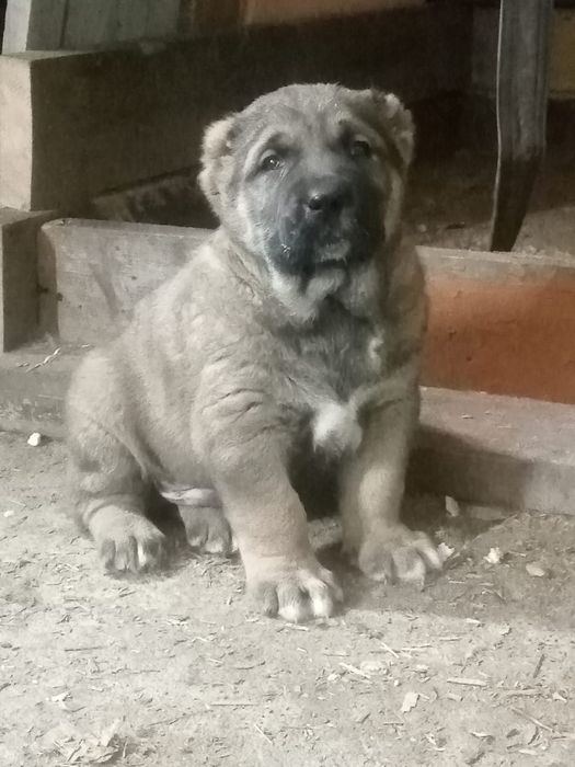 Щенок алабая кобель