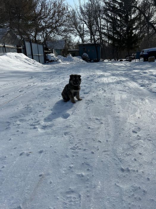 Отдам щенка овчарки в добрые руки