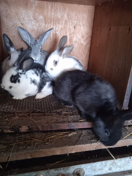 Кролики 1,5 месячные