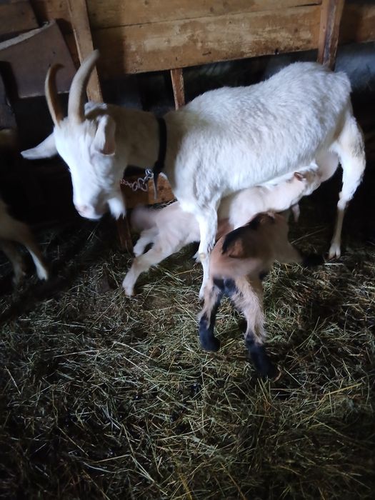 Vând 3 capre cu 5 iezi