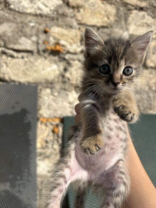Отдам котенка бесплатно