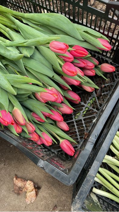 Тюльпаны Голландия