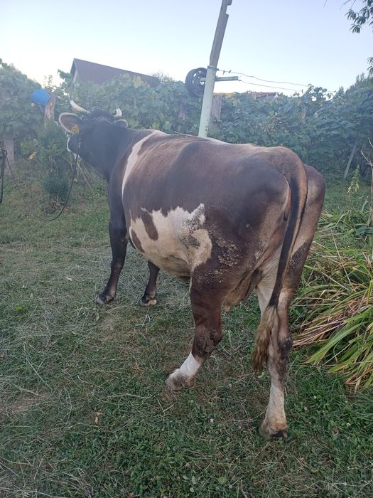 Vaca de vanzare ,