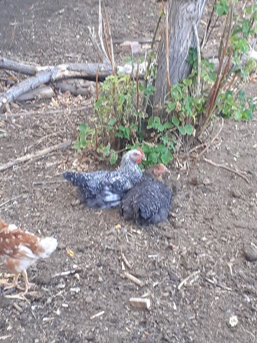 Продам петушков порода даминант